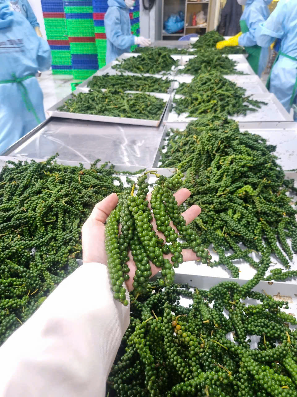 Tiêu Xanh Sấy Thăng Hoa – Giữ Trọn Hương Vị Tiêu Tươi, Cay Thơm Tự Nhiên